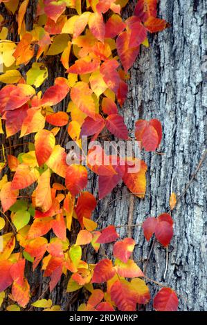 Der Baumstamm hat eine Giftefeu-Klaviere. Die Blätter sind im Herbst wunderschön, können aber trotzdem einen schlimmen juckenden Ausschlag hervorrufen. Stockfoto