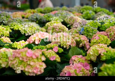 Blühende bunte Blüten der Hortensien, Hydrangea macrophylla. Kultivare Bigleaf-Hortensien. Stockfoto