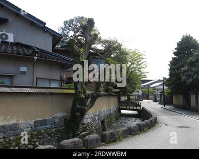 Der Nagamachi Samurai-Bezirk in Kanazawa zeichnet sich durch Wasserkanäle entlang der verwinkelten Straßen, gelben Erdmauern und historischen Residenzen aus. Stockfoto