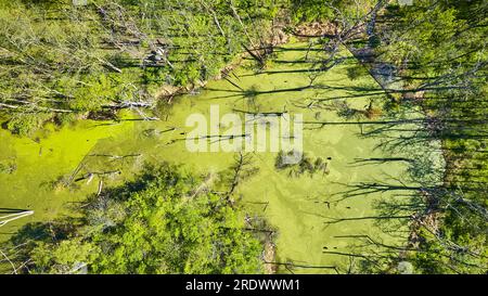 Lange Schatten von toten Bäumen, Blick nach unten auf den Sumpf Stockfoto