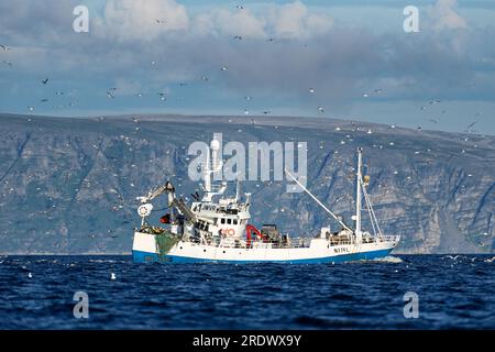 Honningsvåg, Norwegen - 2. August 2022: Norwegisches Handelsfischereifahrzeug, das von der Barentssee nach Porsanger Fjord in der Mitte von Möwen zurückkehrt. Stockfoto