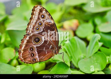 Horizontale Nahaufnahme des Seitenprofils des Blauen Morpho-Schmetterlings, wie er auf Wassersalat steht Stockfoto