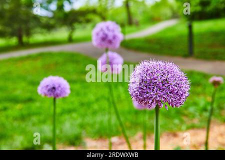 Atemberaubende lila Blüten von Giant Allium in Blüte auf hohen grünen Stielen mit verschwommenem Parkhintergrund Stockfoto