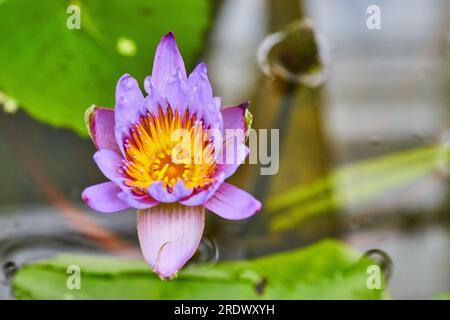 Eine lila Panama Pacific Wasserlilie in Blüte auf der Oberfläche des Teiches Stockfoto