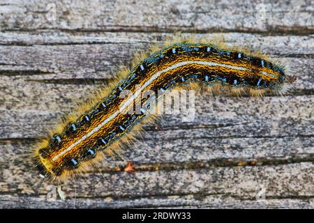 Makro-Nahaufnahme des Rohteils, Foto von Eastern Tent Caterpillar Stockfoto