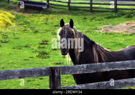 Altes braunes Pferd steht neben einem rustikalen Holzzaun. Er hat sein Gesicht zur Kamera gedreht. Seine Mähne ist lang und golden. Stockfoto