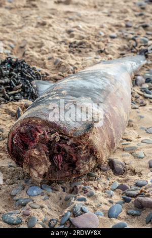 Ein Tothafen-Schweinswal wurde am Freshwater West Beach, Pembrokeshire, Wales, Großbritannien, angespült Stockfoto