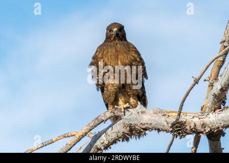 Ein dunkel-morph-Rotschwanz-Falke (Buteo jamaicensis) sitzt auf einem Ast und sucht nach Beute. Stockfoto