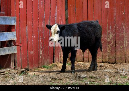 Das junge Kalb steht neben einer roten Holzscheune auf einer Farm in Tennessee. Kalb ist schwarz mit einem weißen Gesicht. Kalb hat ein schwarzes Auge. Stockfoto