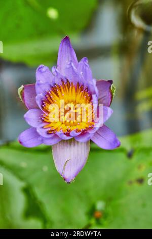 Vertikale der purpurfarbenen Panama Pacific Waterlily in Blüte auf der Oberfläche des Teichs Stockfoto