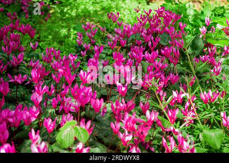 Schöner natürlicher Hintergrund im Sommergarten Stockfoto
