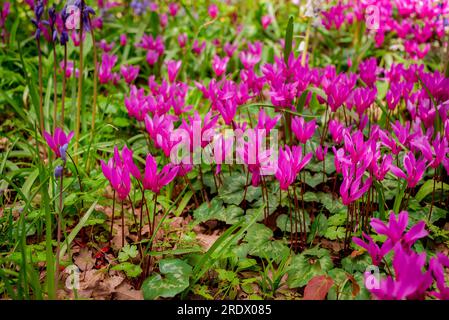 Schöner natürlicher Hintergrund im Sommergarten Stockfoto