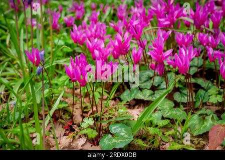 Schöner natürlicher Hintergrund im Sommergarten Stockfoto