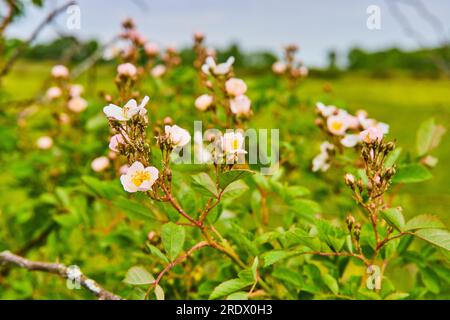 Winzige rosafarbene Hunderosenblüten mit freiliegenden gelben Pollen und grünen Blättern Stockfoto