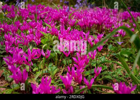 Schöner natürlicher Hintergrund im Sommergarten Stockfoto