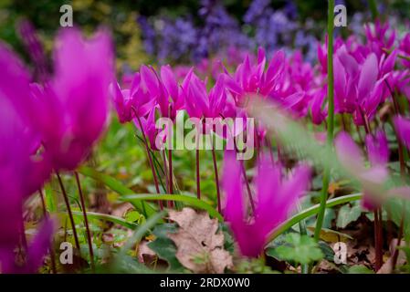 Schöner natürlicher Hintergrund im Sommergarten Stockfoto