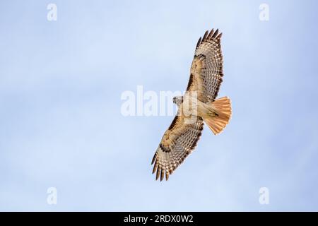 Ein Rotschwanz-Falke (Buteo jamaicensis) fliegt über uns. Stockfoto