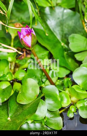 Panama Pacific Waterlily blüht gleich inmitten von Kopfsalatpflanzen, die vertikal mit Wasser geschossen werden Stockfoto