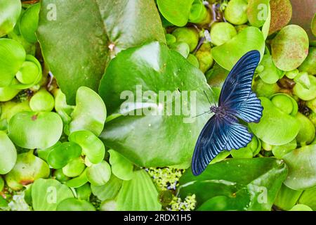 Geradliniger Schmetterling mit silbernem Blau und saphirblauem Papilio Memnon auf Wassersalat Stockfoto