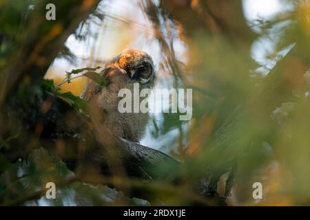 Nahaufnahme eines jungen Langohrigen Eulen (Asio otus), der bizarr auf dichten Zweig tief in der Krone blickt. Friedliches Tierporträt von Vögeln im Detail in der Natur Stockfoto