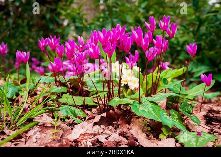 Schöner natürlicher Hintergrund im Sommergarten Stockfoto