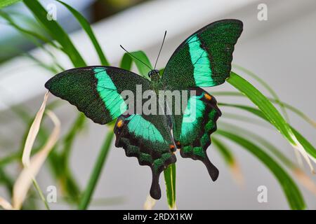 Der wunderschöne Schmetterling Emerald Swallowtail zeigt winzige Grashalme Stockfoto