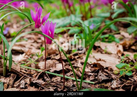 Schöner natürlicher Hintergrund im Sommergarten Stockfoto