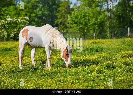 Sonniges Licht auf weißem und braunem Pferdebild, das auf gelbem Feld mit Waldhintergrund weidet Stockfoto