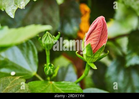 Wunderschöne tropische Makroaufnahme mit weicher pinkfarbener Hibiskusblüte, die sich mit in der Nähe wachsenden grünen Knospen anschließt Stockfoto