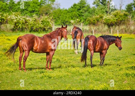 Wunderschöne Kastanienpferde und zwei mit schwarzem Schwanz und Mähne auf einer Ranch mit gelbem, sonnigen Feld Stockfoto