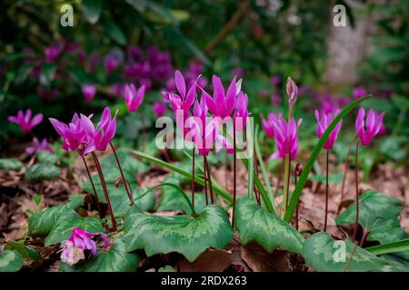 Schöner natürlicher Hintergrund im Sommergarten Stockfoto