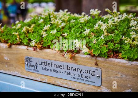 Das Schild "kleine freie Bibliothek" auf einer saftigen Blumenkiste voller Sedum Ternatum, dem dreiblättrigen Stonekrop Stockfoto