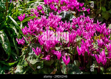 Schöner natürlicher Hintergrund im Sommergarten Stockfoto