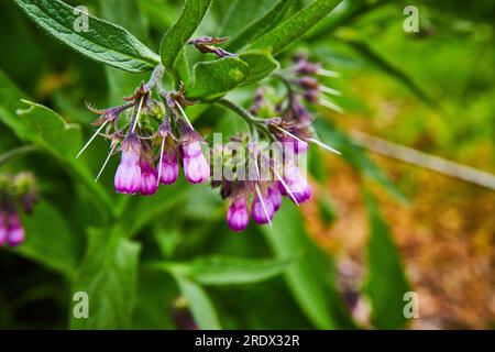 Magentafarbener, gemeiner Comfrey blüht grünes Blattwerk mit verschwommenem Schmutzhintergrund Stockfoto