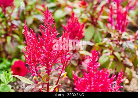 Celosia-Knabenkamm mit Federblüten in Vibrant und Magenta, Makroaufnahme Stockfoto