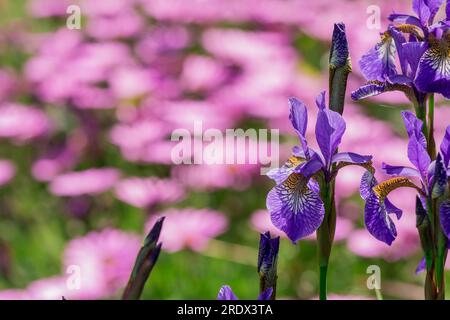 Schöner natürlicher Hintergrund mit Sommerblumen Stockfoto