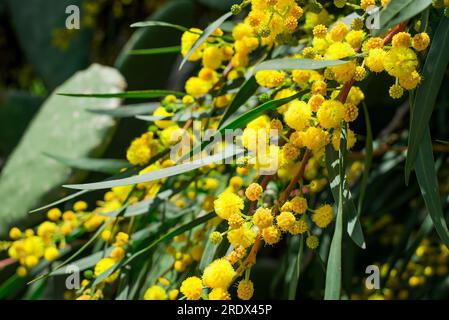Schöner natürlicher Hintergrund im Sommergarten Stockfoto