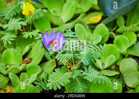 Einlila Panama Pacific Waterlily mit goldenem Zentrum umgeben von Farn und Wassersalat im Teich Stockfoto