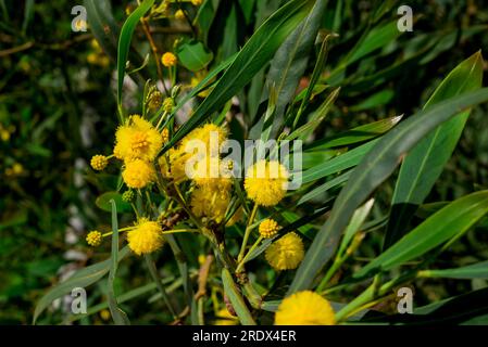 Schöner natürlicher Hintergrund im Sommergarten Stockfoto
