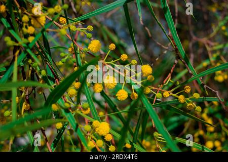 Schöner natürlicher Hintergrund im Sommergarten Stockfoto