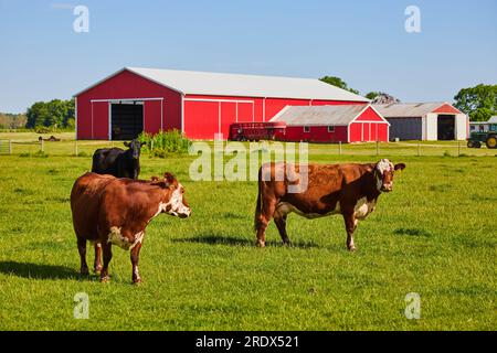 Zwei braune und weiße Kühe auf der Weide mit schwarzer Kuh auf einer friedlichen Farm mit roter Scheune Stockfoto