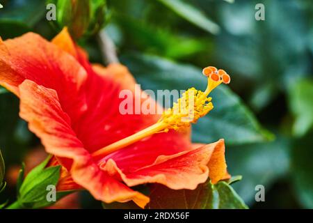 Wunderschöne blühende tropische rote Hibiskusblume mit Blütenblättern mit Orangenspitze und gelbem Pistil Stockfoto
