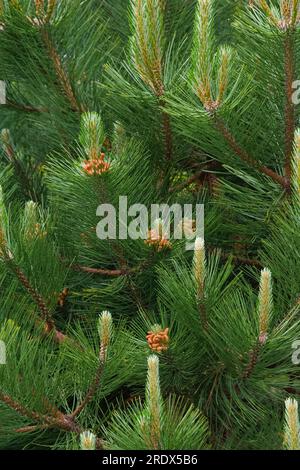 Üppig grüne Äste und Tannenzapfen auf einem wunderschönen Weihnachtsbaum sorgen für ein fabelhaftes Hintergrundbild. Stockfoto