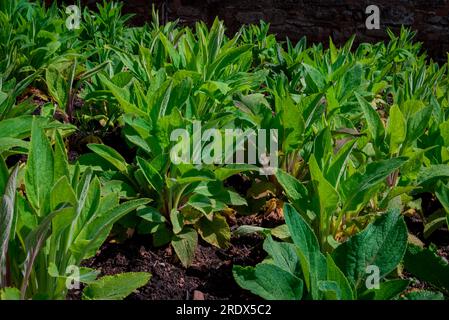 Schöner natürlicher Hintergrund mit Sommerblumen Stockfoto