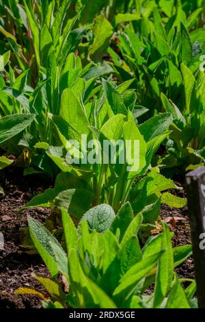 Schöner natürlicher Hintergrund mit Sommerblumen Stockfoto