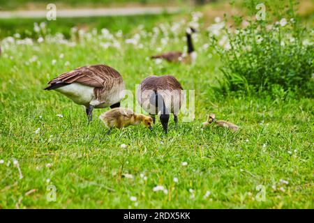 Eltern kanadischer Gänse weiden mit zwei nahegelegenen Gänseblümchen auf einem grasbedeckten Feld mit weißen Blumen Stockfoto