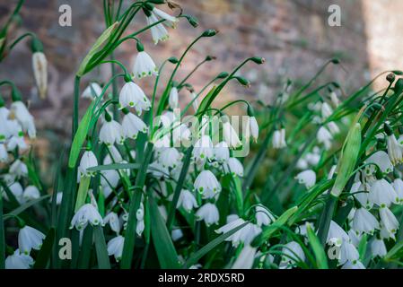 Schöner natürlicher Hintergrund im Sommergarten Stockfoto