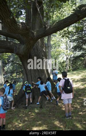 Camper lernen, dass das Umarmen von Bäumen eine gute Energie ist. Tagescamps im Brooklyn Botan ic Garden in Brooklyn, New York. Stockfoto