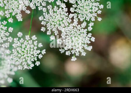 Schöner natürlicher Hintergrund im Sommergarten Stockfoto