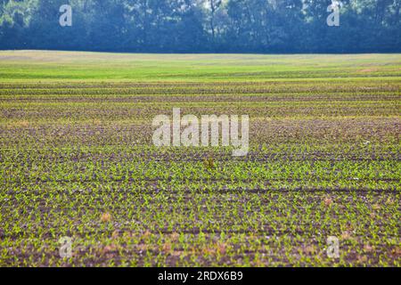 Eine Reihe winziger grüner Sprossen, die auf dem Feld wachsen Stockfoto